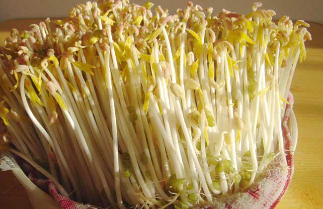 绿豆芽的营养价值