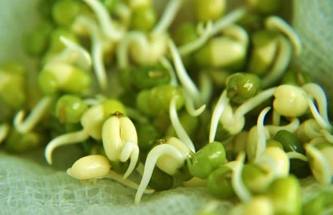 绿豆芽怎么发