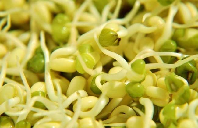 绿豆芽怎么发