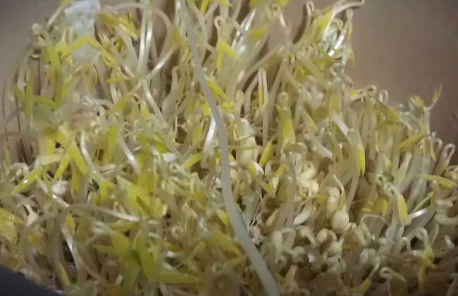 绿豆芽怎么发