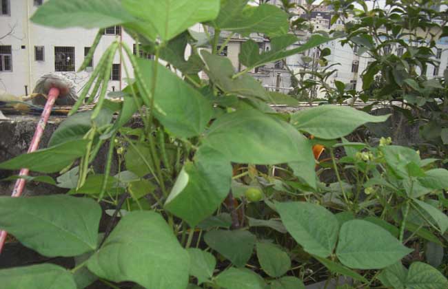 绿豆种植时间
