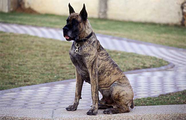 大丹犬多少钱一只