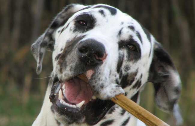 大丹犬怎么饲养？
