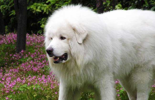 大白熊犬价格多少钱