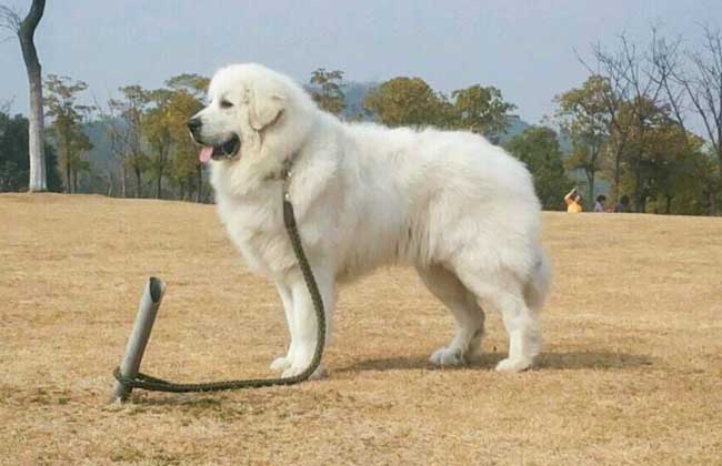 大白熊犬价格多少钱