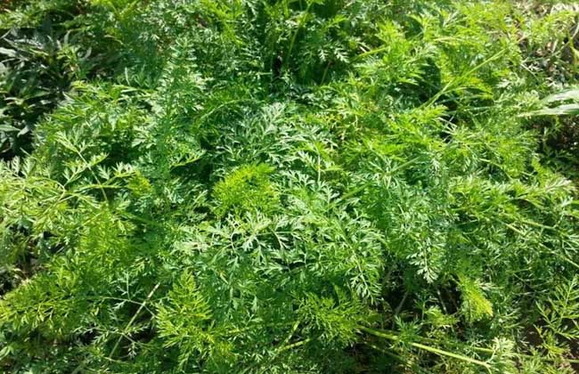 胡萝卜病害防治