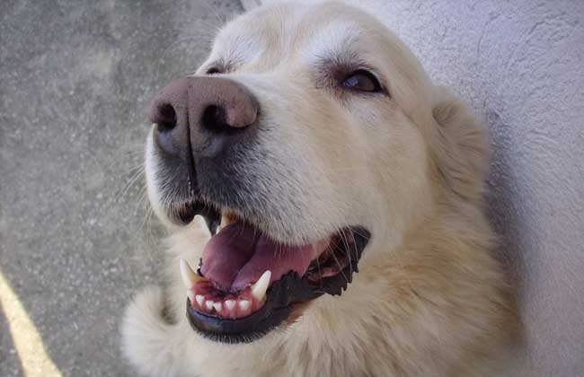 导盲犬价格多少钱一只？