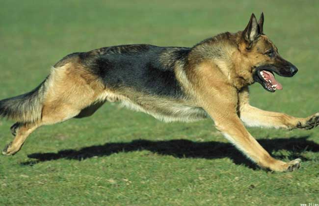 德国牧羊犬多少钱一只