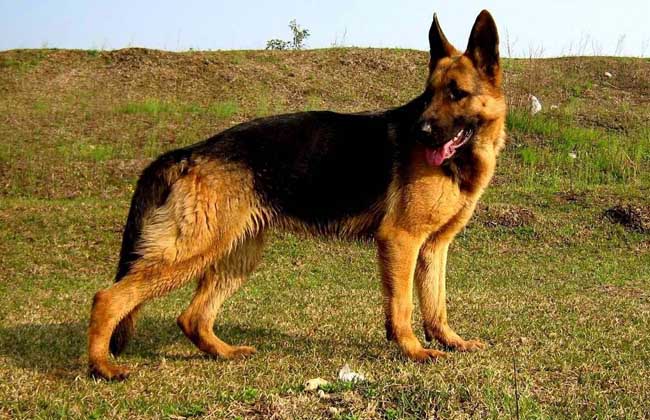 德国牧羊犬多少钱一只