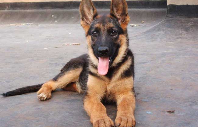 德国牧羊犬多少钱一只