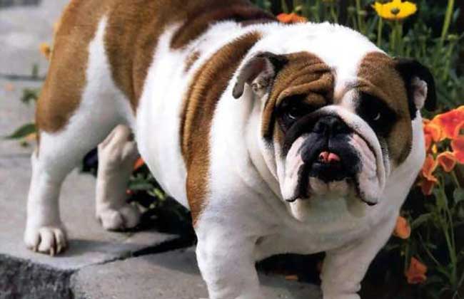 斗牛犬价格多少钱一只