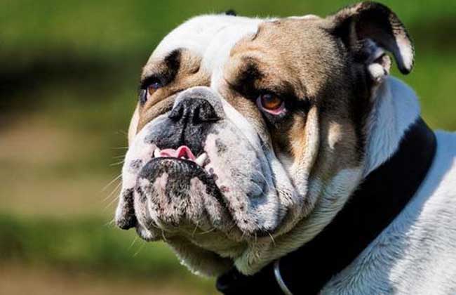 斗牛犬价格多少钱一只