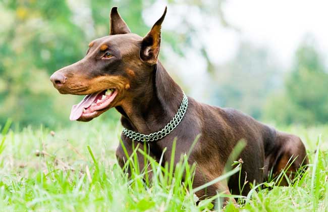 杜宾犬价格多少钱一只