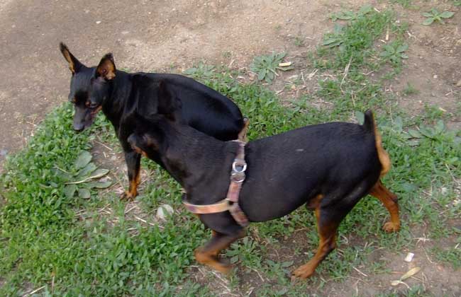迷你杜宾犬价格多少钱