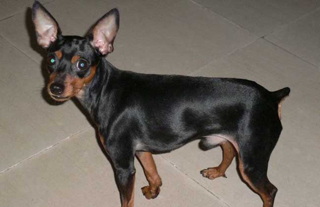 迷你杜宾犬价格多少钱