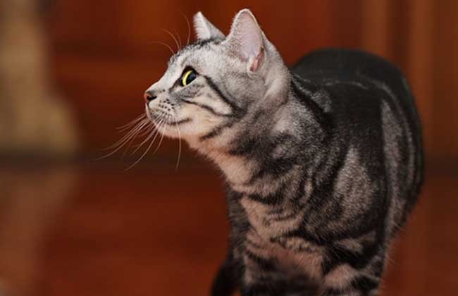 美国短毛猫多少钱一只