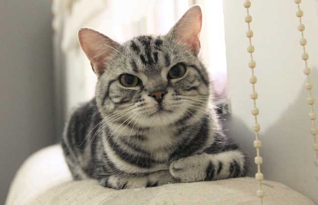 美国短毛猫多少钱一只