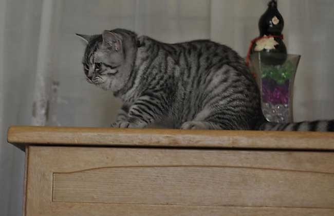 美国短毛猫多少钱一只