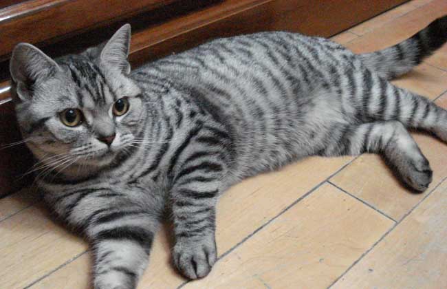 美国短毛猫多少钱一只