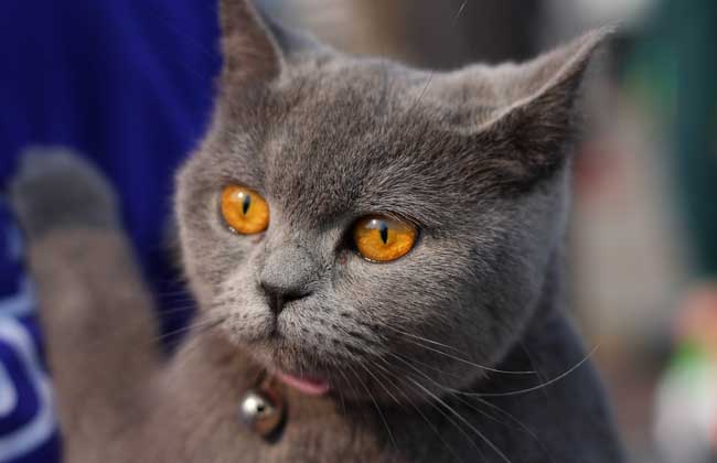 英国短毛猫多少钱一只？