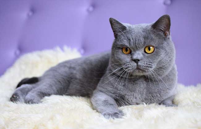 英国短毛猫多少钱一只