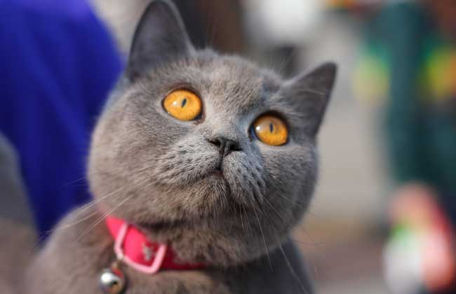 英国短毛猫多少钱一只