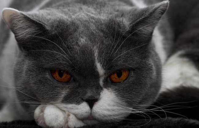 英国短毛猫和美国短毛猫的区别