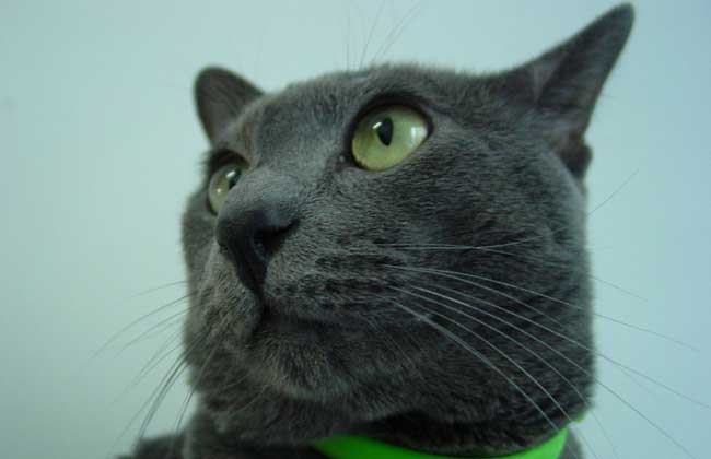 俄罗斯蓝猫多少钱一只