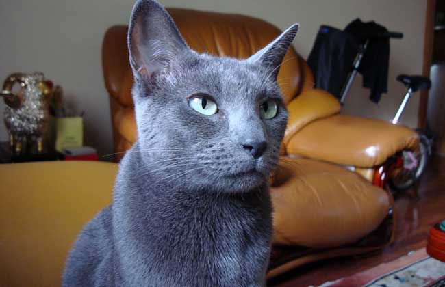 俄罗斯蓝猫多少钱一只