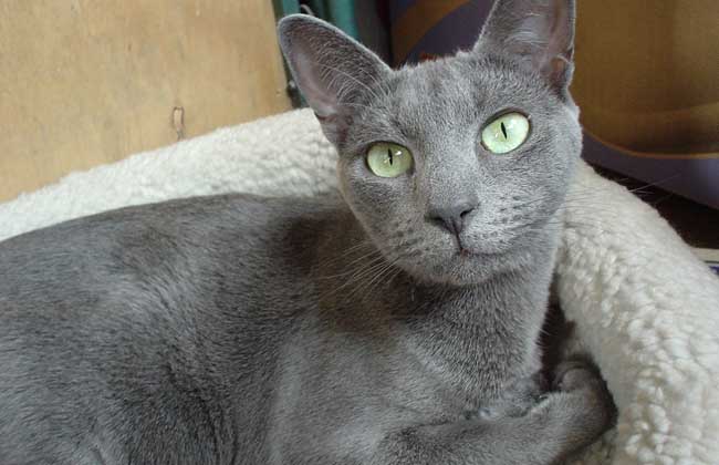 俄罗斯蓝猫多少钱一只