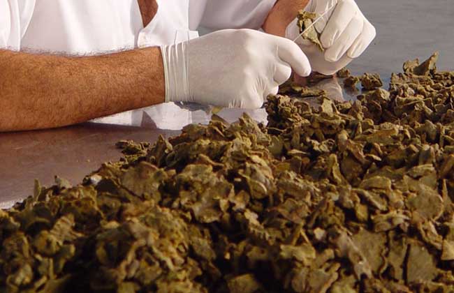 蜂胶价格多少钱一斤