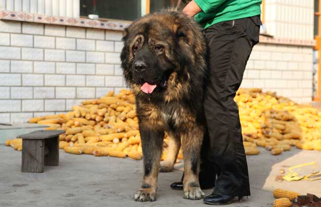 高加索犬价格多少钱一只