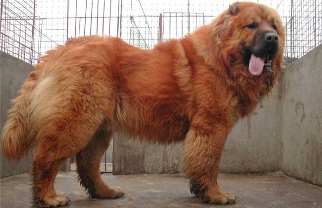高加索犬价格多少钱一只