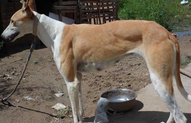 格力犬多少钱一只