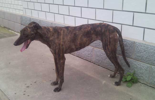 格力犬多少钱一只