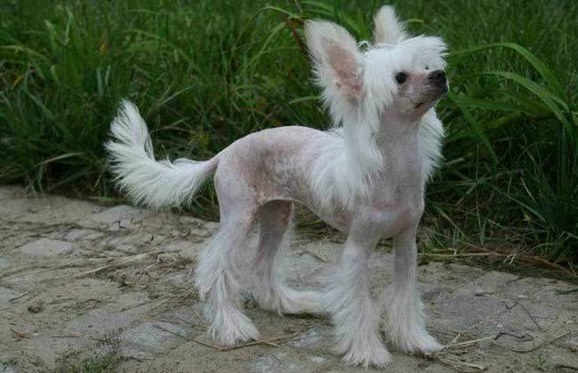 中国冠毛犬多少钱一只