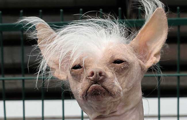 中国冠毛犬多少钱一只