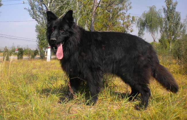黑熊犬价格多少钱一只？