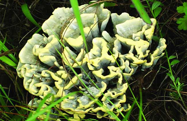 干巴菌价格多少钱一斤