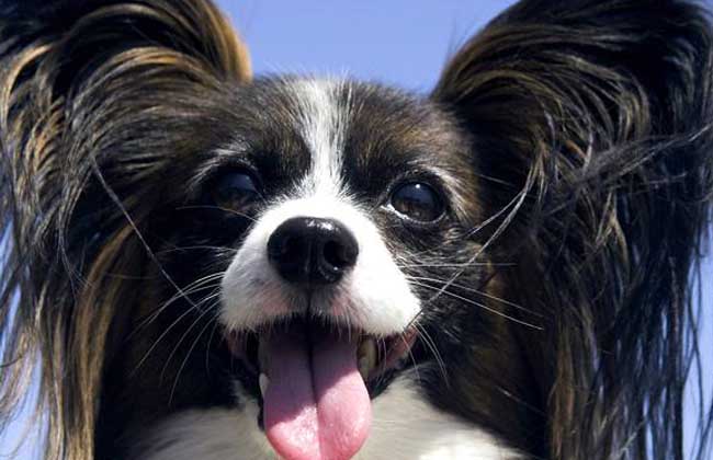 蝴蝶犬多少钱一只