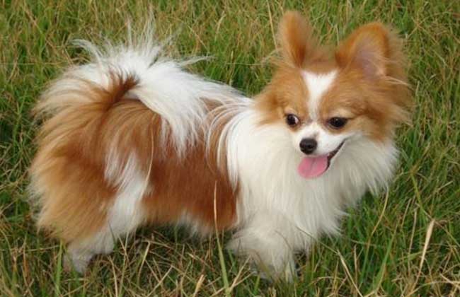 蝴蝶犬多少钱一只