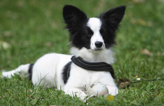 蝴蝶犬多少钱一只