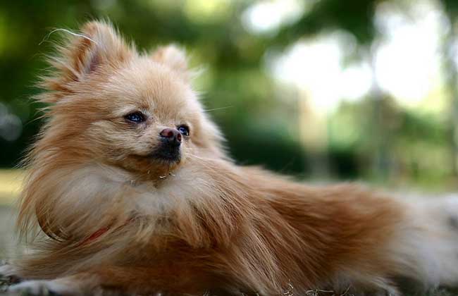 狐狸犬价格多少钱一只