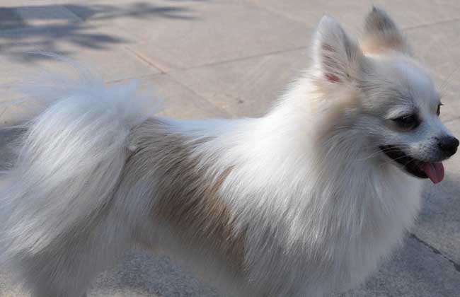 狐狸犬价格多少钱一只