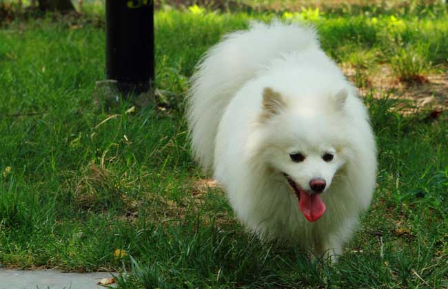 狐狸犬价格多少钱一只