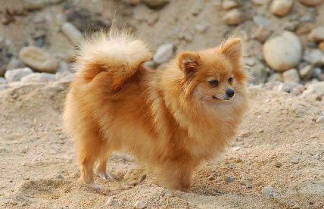 狐狸犬价格多少钱一只