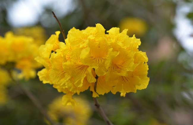黄花风铃木