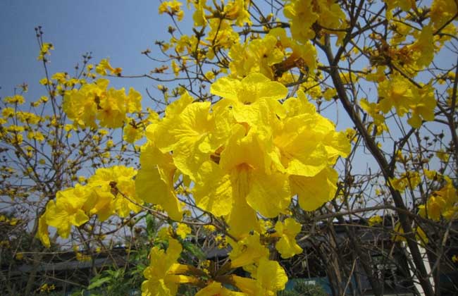 黄花风铃木
