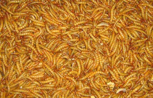 黄粉虫