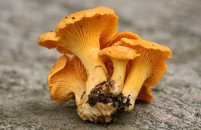 鸡油菌价格多少钱一斤？